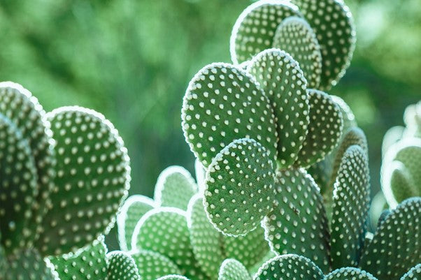 CACTUS: Uma cor, muitas possibilidades