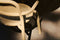Silla con reposabrazos TONÍ